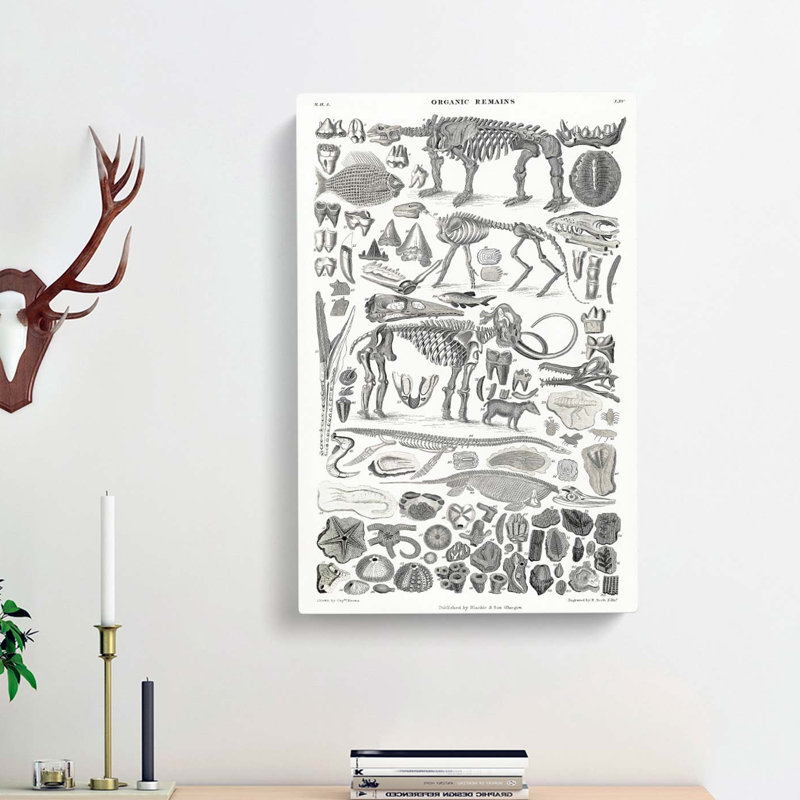 Fossils & Skeletons LXV by Oliver Goldsmith - Wrapped Canvas, 50cm H x 35cm W x 3cm D