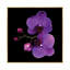 La couleur mauve, reproduction de photo sur toile tendue-75086471-18746071-73811588