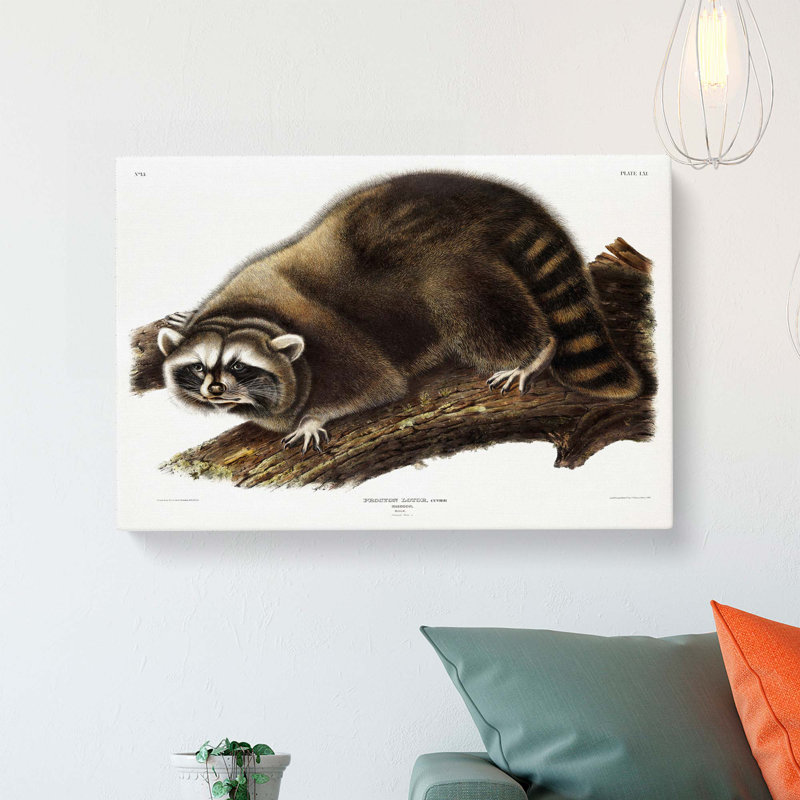 Raccoon - Wrapped Canvas, 35cm H x 50cm W x 3cm D