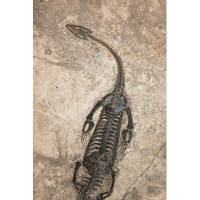 Fossil Of A Dinosaur - Wrapped Canvas Print