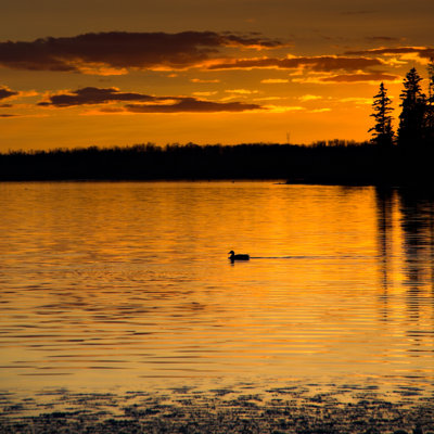 " Sunset Loon "
