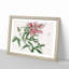 Praying Mantis & Pink Flower by Morimoto Toko - Framed Print-55768064-55768067