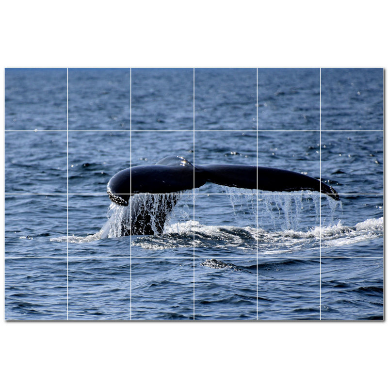 Baleine photo 8 x 8