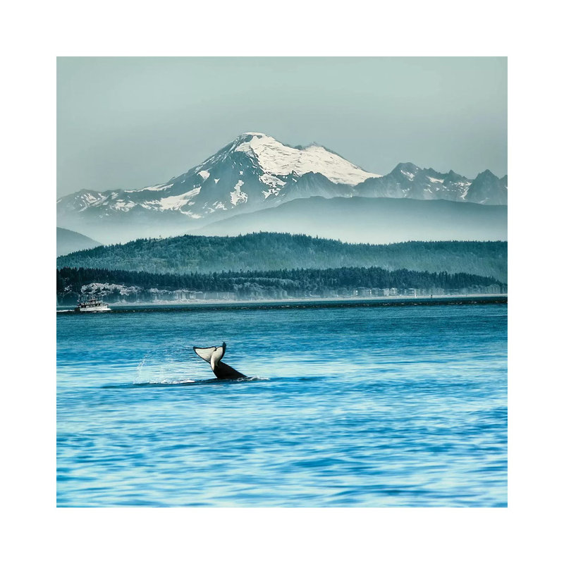 Whale Tale by MScottPhotography - Wrapped Canvas Gallery-Wrapped Canvas Giclée, 45.72 cm H x 45.72 cm W x 3.175 cm D