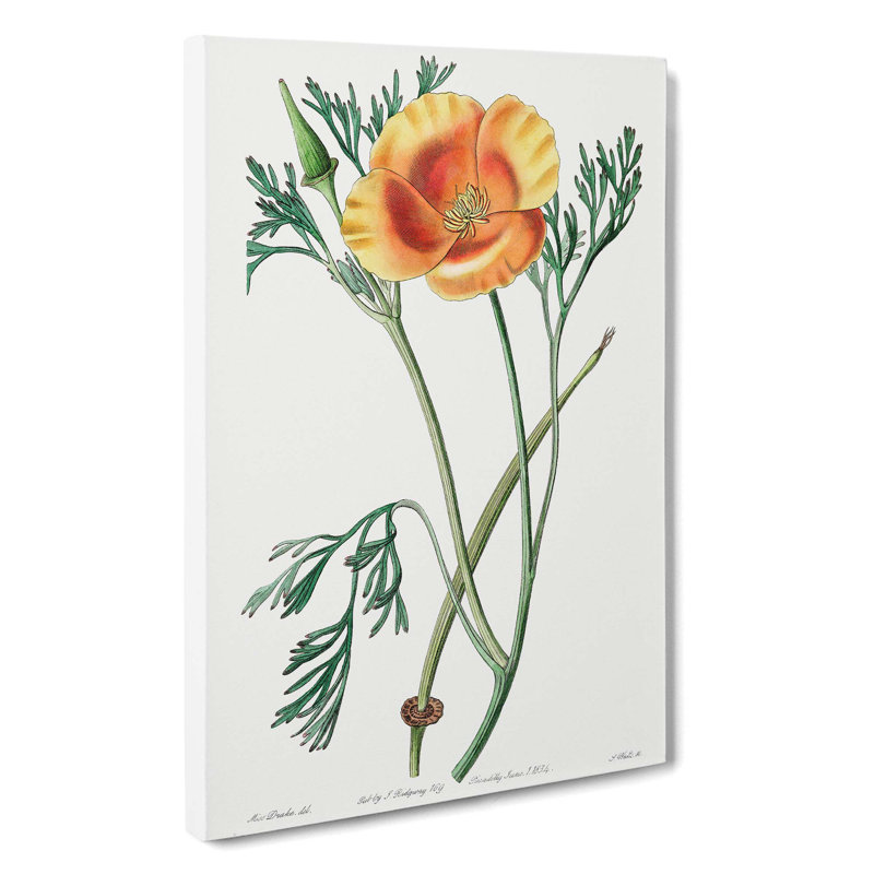 Orange California Poppy - Wrapped Canvas Painting, 60cm H x 40cm W x 3cm D
