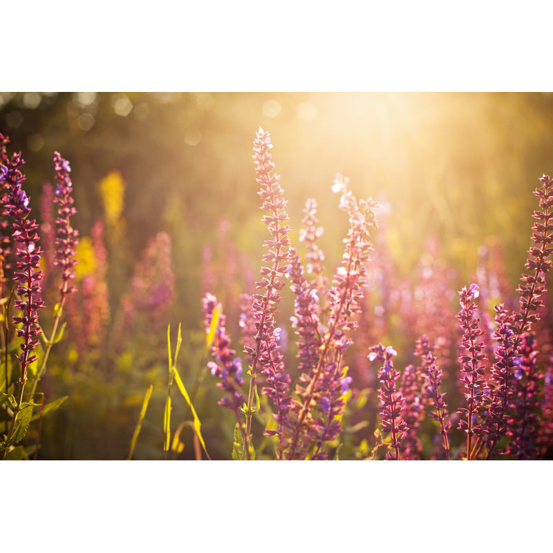 Beautiful Spring Wildflowers by Panco971 - Wrapped Canvas Print, 30cm H x 46cm W