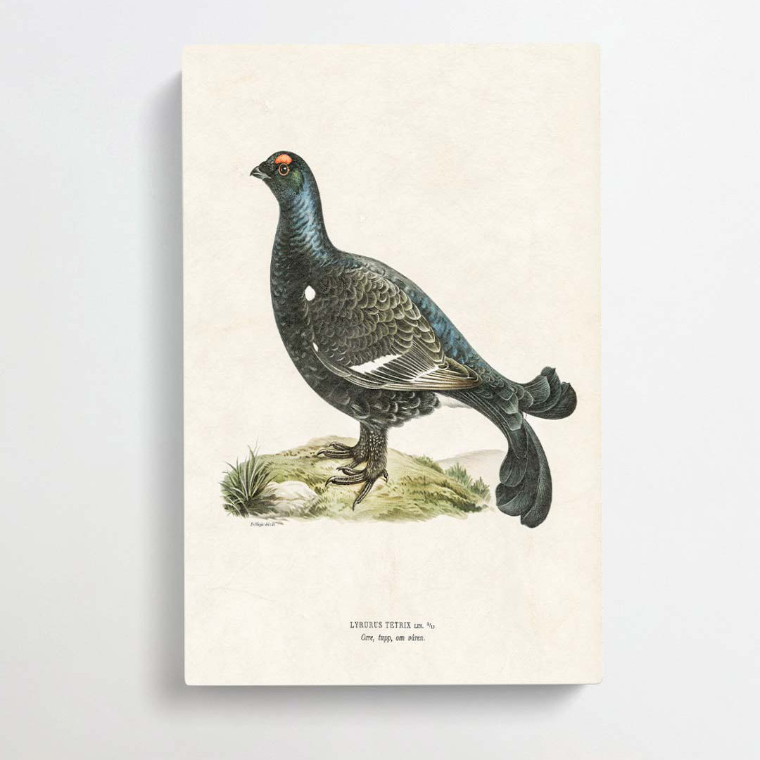 Black Grouse by Von Wright - Wrapped Canvas