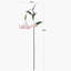 Angels Trumpet Arrangement-813963374