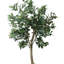 Olive Tree in Cement Pot Wrapped with Bamboo