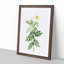 Macartney Rose in White by Pierre-Joseph Redoute - Picture Frame Painting Print-55577406-55577409