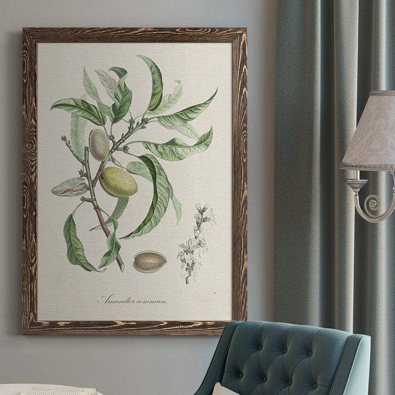 Antique Ammond Botanical IV, reproduction d'art sur toile, H 43,5 po x l 31,5 po x P 1 po, Noyer