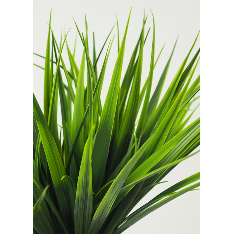 Herbe en pot