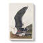 Black-Backed Gull by John James Audubon - Wrapped Canvas-55371665
