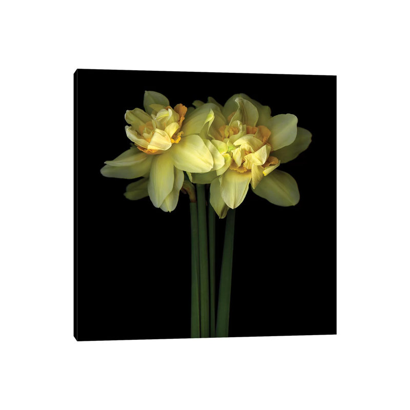 Daffodil Double IX by Magda Indigo - Wrapped Canvas Print, 30.48 cm H x 30.48 cm W