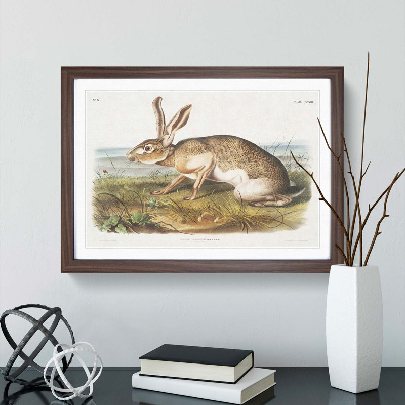 Texan Hare by J.W. Audubon - Picture Frame Art Print, 27cm H x 36cm W x 2cm D, Walnut Framed