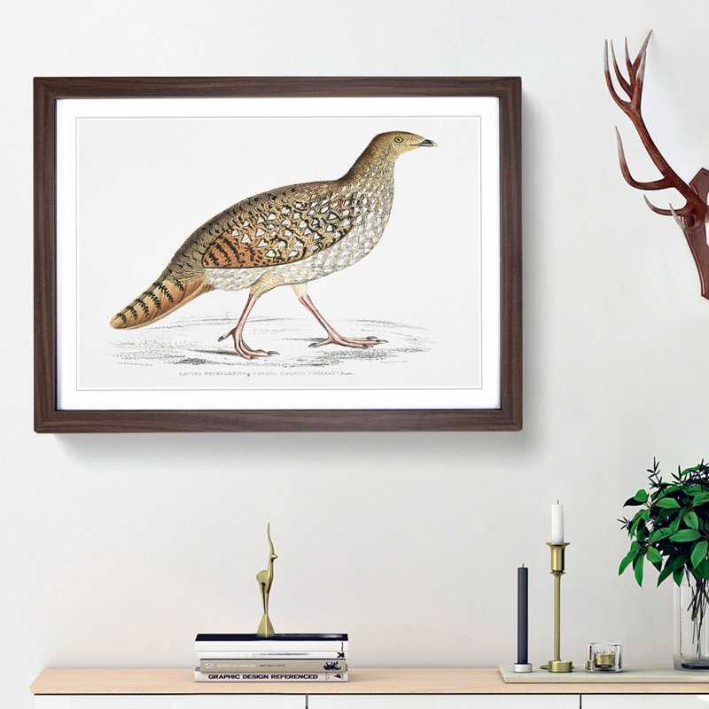Pheasant Illustration by John Edward Gray - Picture Frame Painting Print, Walnut Framed, 27cm H x 36cm W x 2cm D