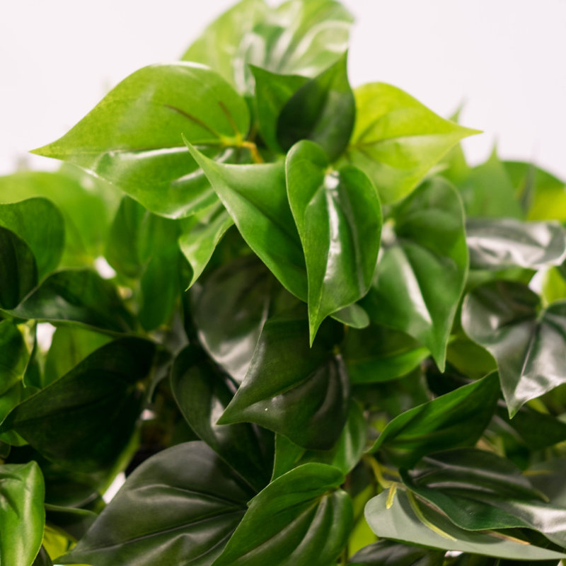 Plante de feuillage à philo unique dans un panier