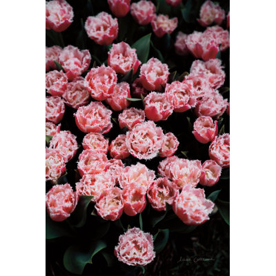 Tulipes à franges
