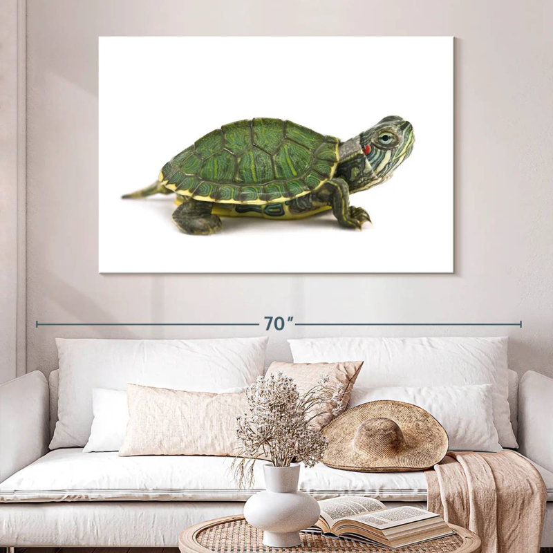 Brampt Red Eared Turtle