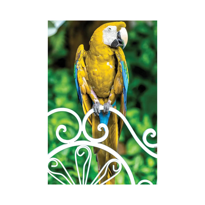 Macaw III by Glauco Meneghelli - Wrapped Canvas Print
