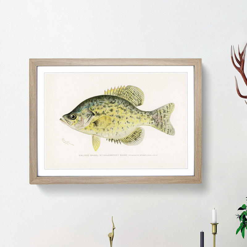 Calico Bass by Sherman F. Denton - Picture Frame Graphic Art Print, 48cm H x 65cm W x 2cm D, Oak Framed
