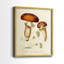 Champignon Variétés III - reproduction encadrée de qualité supérieure - prête à être accrochée - aucun clou requis - aucun clou requis-2140164716-2140164717