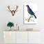 Superb Chatterer Bird by George Shaw - Wrapped Canvas-55330279