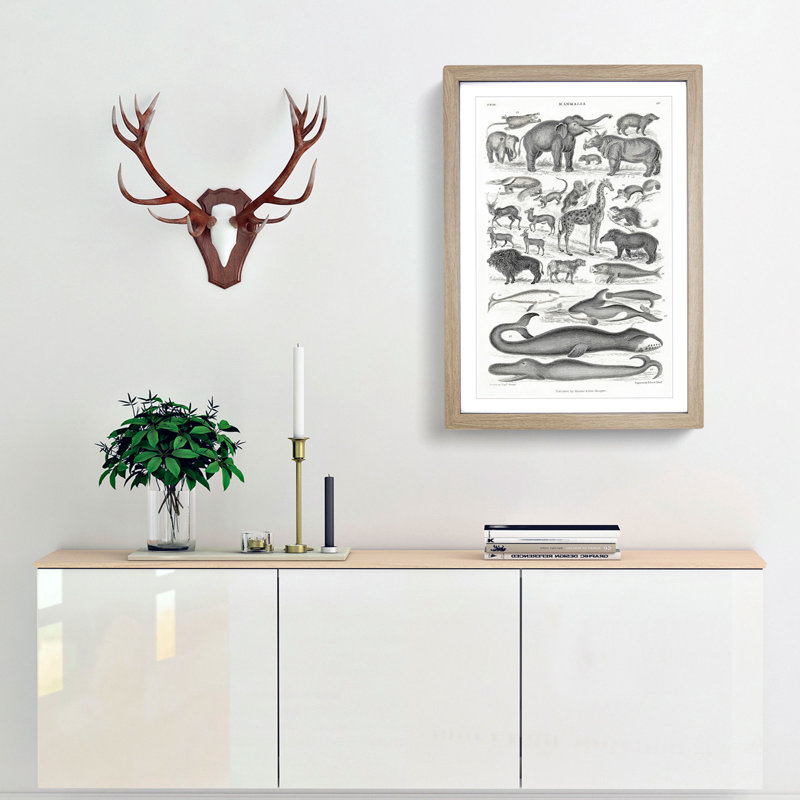 Study of Mammals LV by Oliver Goldsmith - Framed Print, Oak Framed, 87cm H x 62cm W x 2cm D