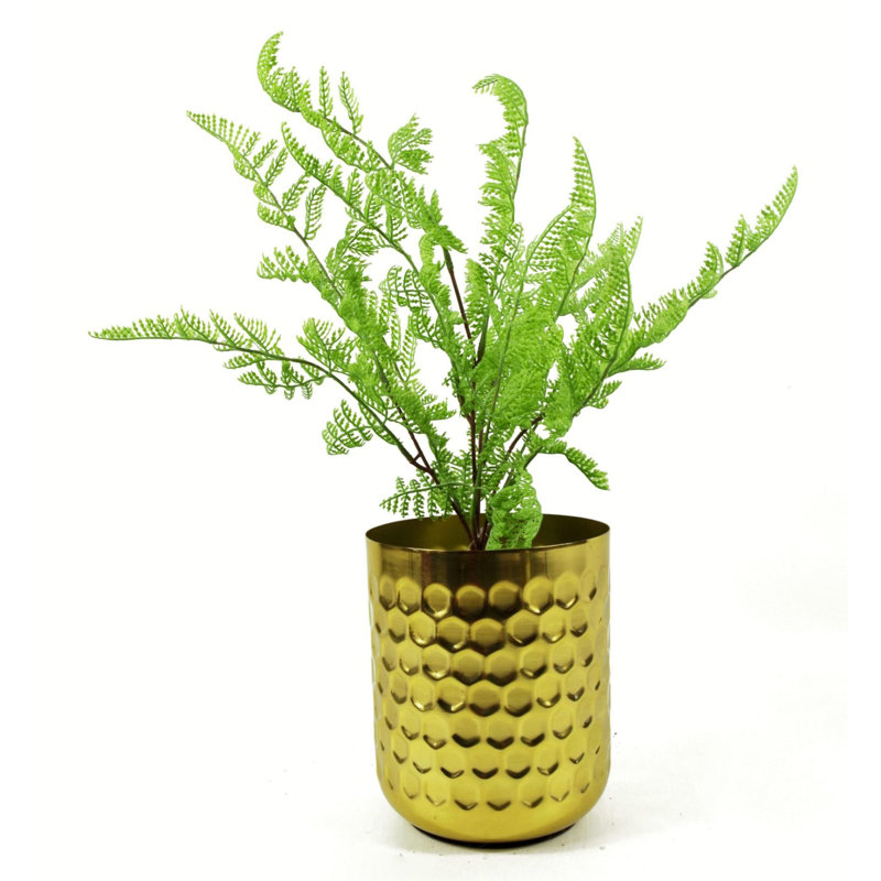 Andwele 50cm Plant