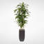 Real Touch Faux Dracaena Tree in Planter