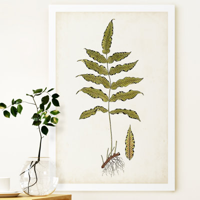 " Fern Botanical III "