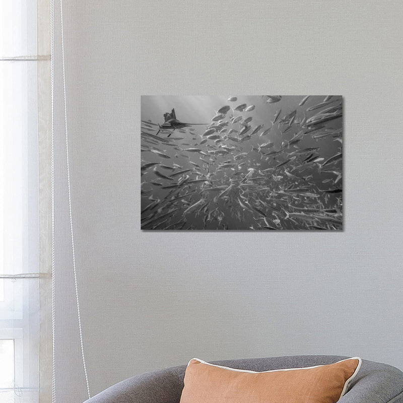 Atlantic Sailfish Hunting Round Sardinella School, Isla Mujeres, Mexico by Tim Fitzharris - Gallery-Wrapped Canvas Giclée on Canvas
