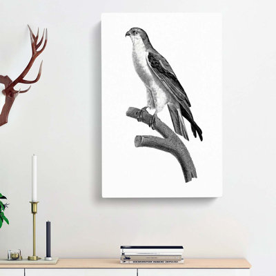 Black-Winged Kite Bird - Wrapped Canvas Painting