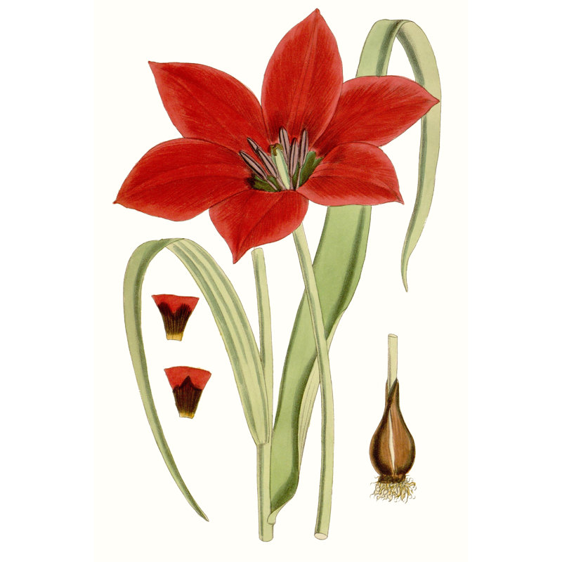 Tulips IV by Curtis - Wrapped Canvas Painting, 91cm H x 61cm W