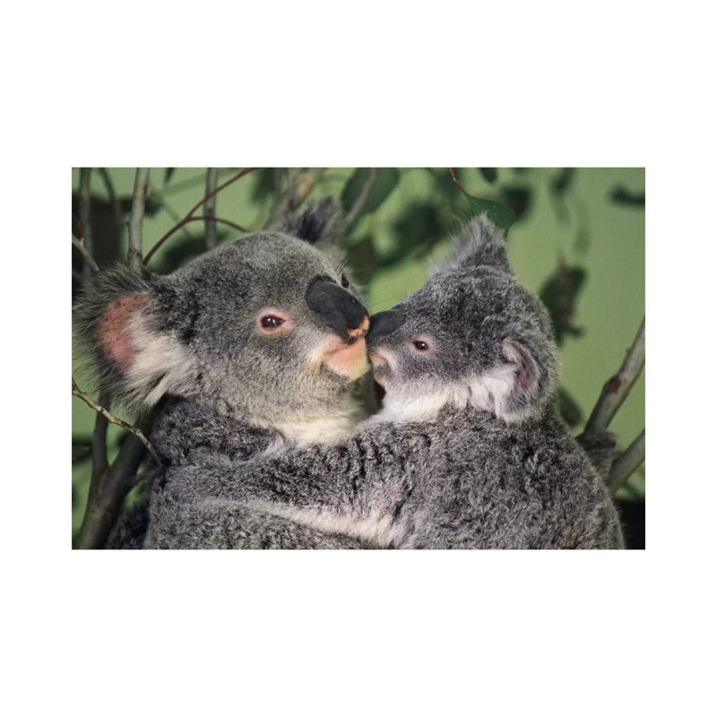 Koala Mother With Joey, Australia by Gerry Ellis - Wrapped Canvas Print, 20.32 cm H x 30.48 cm W