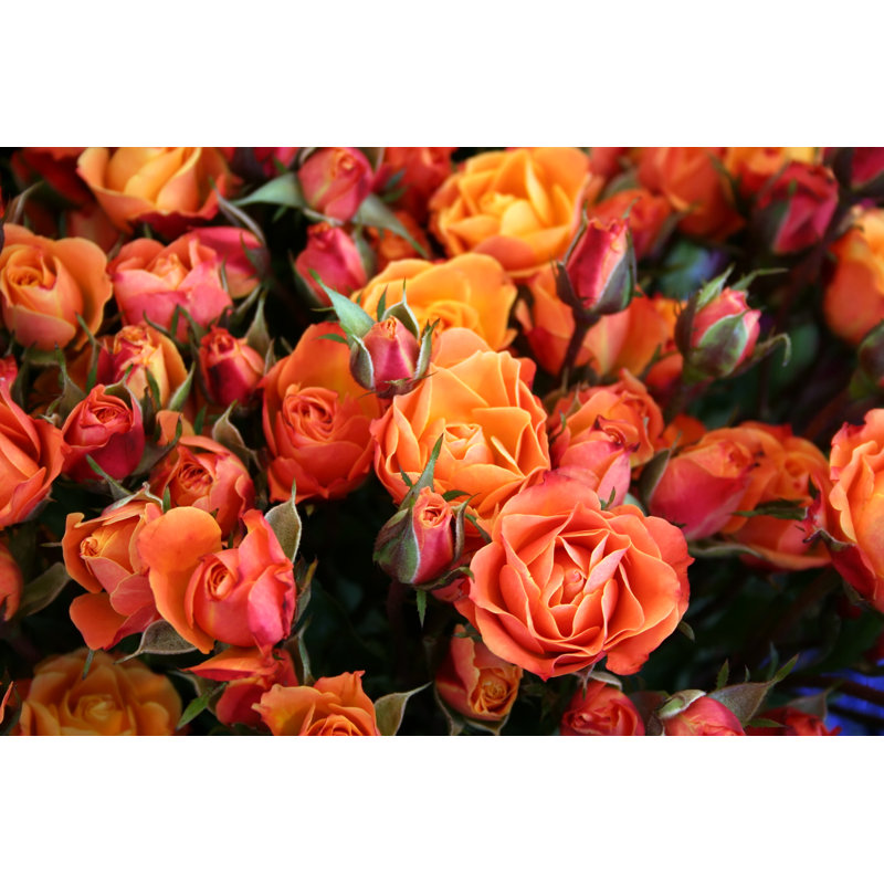 Colourful Roses by Weim - Wrapped Canvas Print, 30cm H x 46cm W