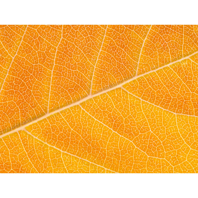 Autumn Leaf Print by Philippe Monthoux
