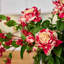 Royal Peppermint Noel - Real Touch Candy Cane Rose & Bud, Norfolk Branch & Red Snowberry in Large Smokey Wood Vase Water Illusion Arrangement