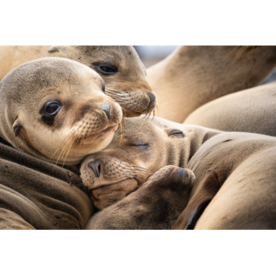 A Seal Having Rest 1 Piece Wrapped Canvas Wall Art