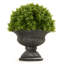 Eucalyptus Plant in Urn