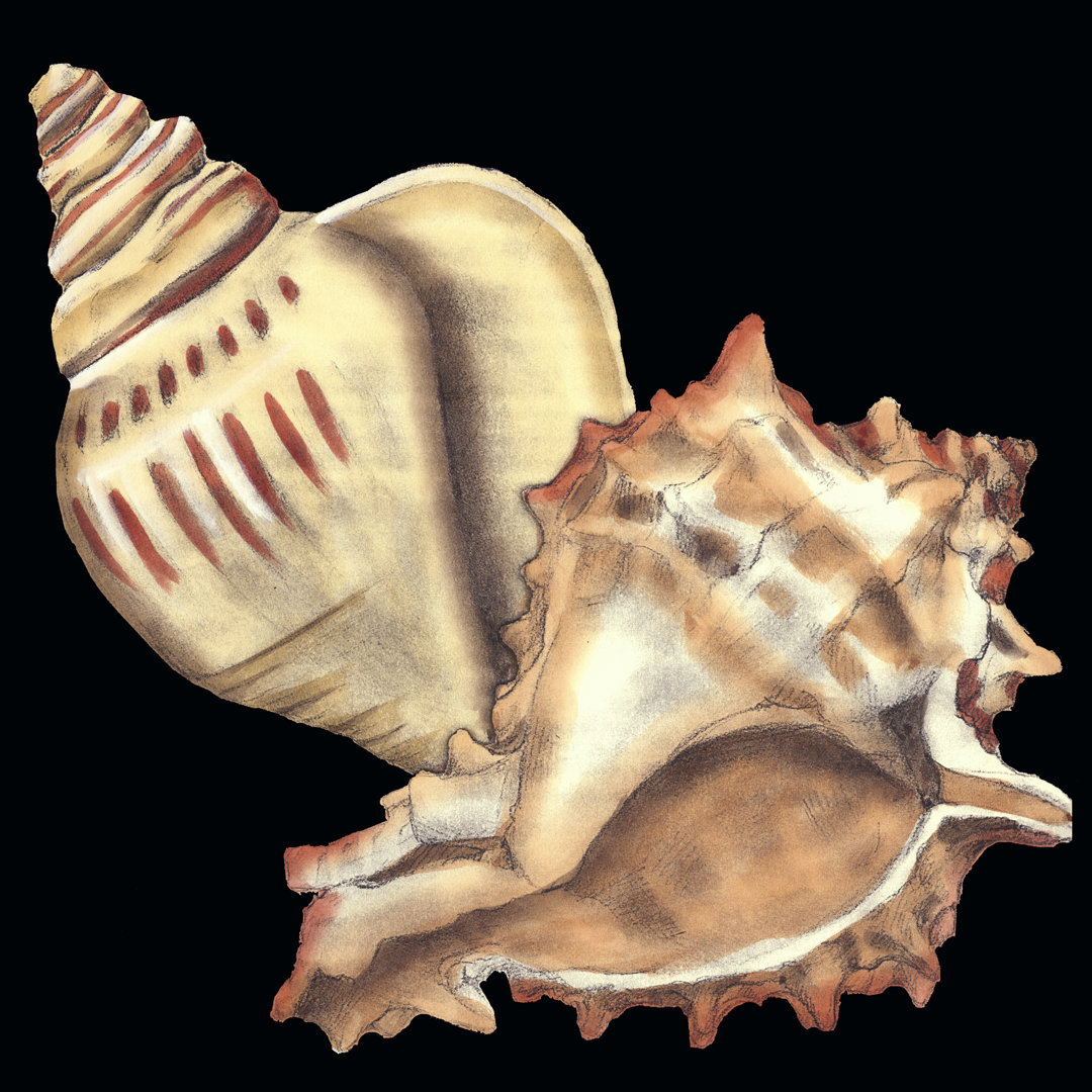 Leinwandbild Tandem Shells I