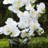 Natural Fibres Orchids Arrangement in Pot