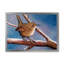 Wren en hiver - Peinture sur toile encadrée-59762284-59762285