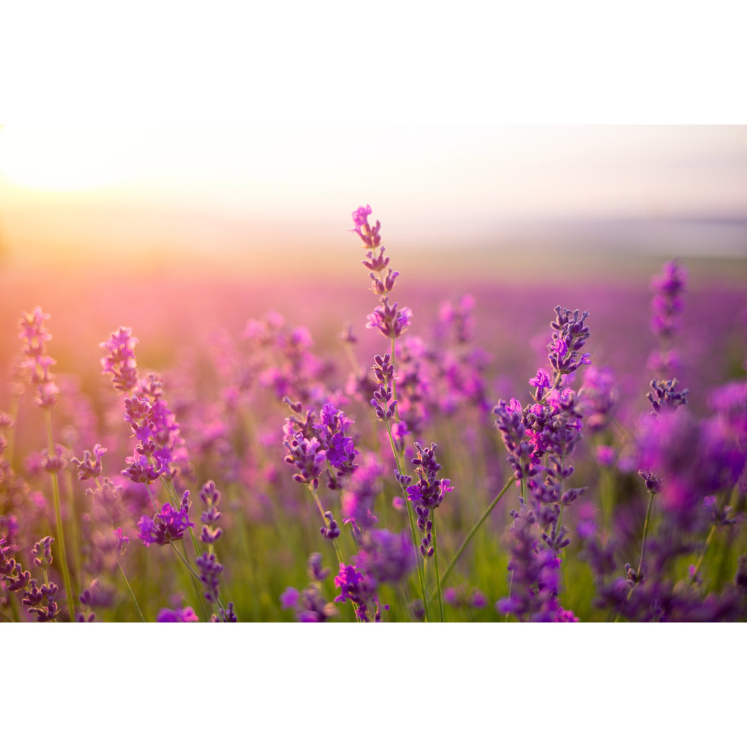 Leinwandbild Violet Lavender Field