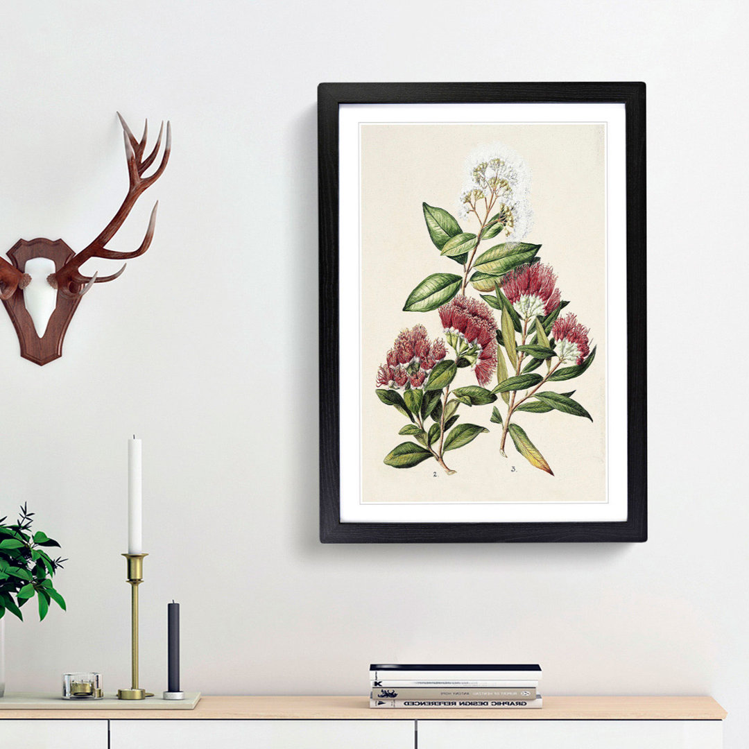 Rata Flowers by Sarah Featon - Framed Print