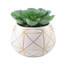Ensemble de plantes grasses artificielles Gamache