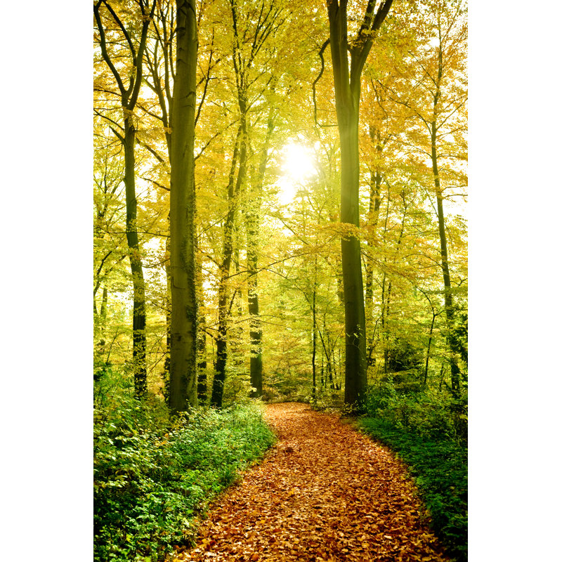Sunny Forest Path by Nikada - No Frame Art Prints on Canvas, 122cm H x 81cm W