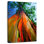 Eucalyptus arc-en-ciel