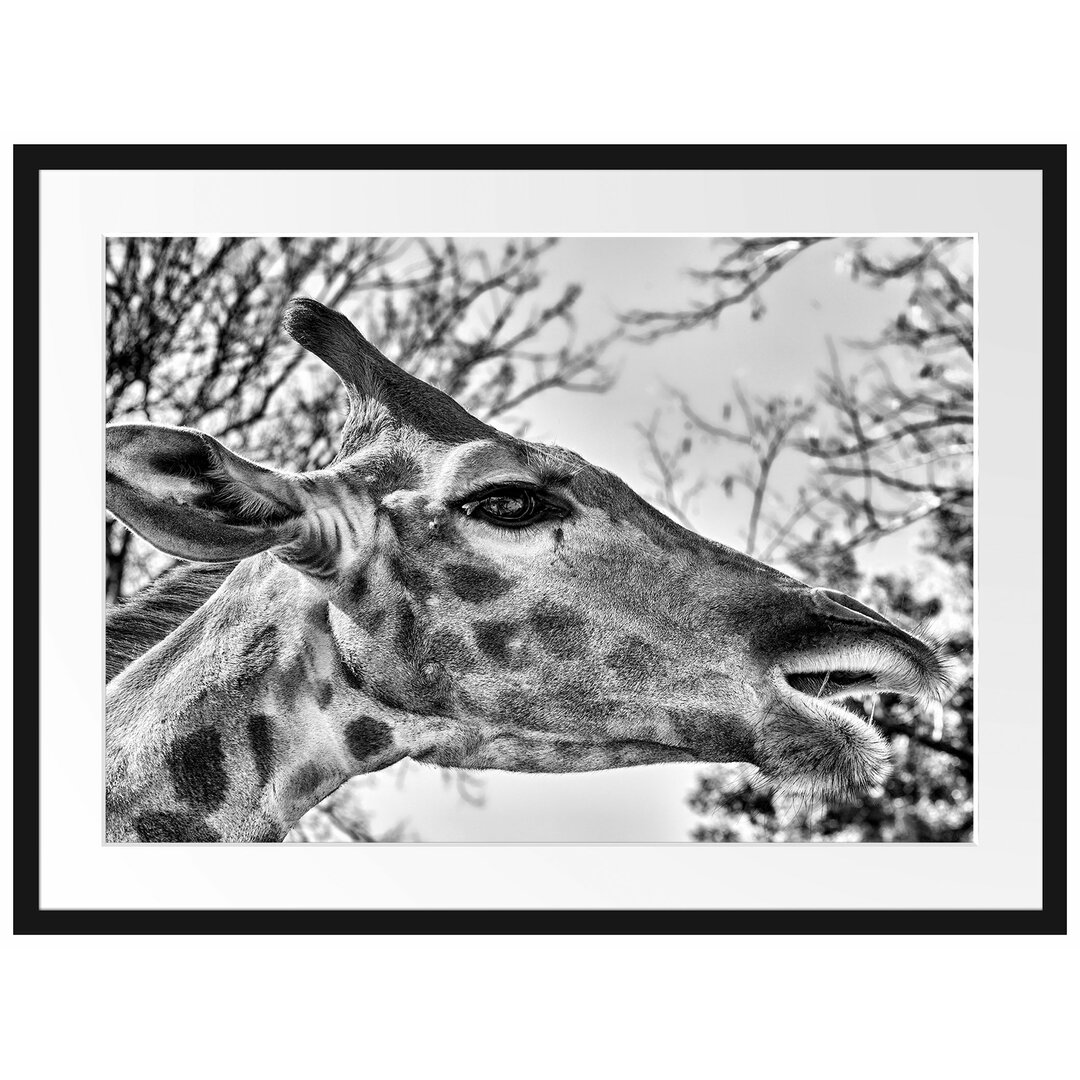 Gerahmtes Poster Anmutige Giraffe isst