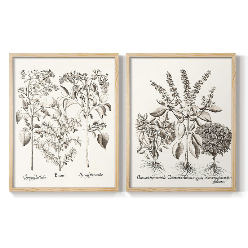 Impression encadrée sépia Besler Botanicals I-Premium - prête à être accrochée - aucun clou requis - aucun clou requis
